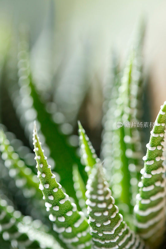 肉质植物(Haworthia Attenuata)特写